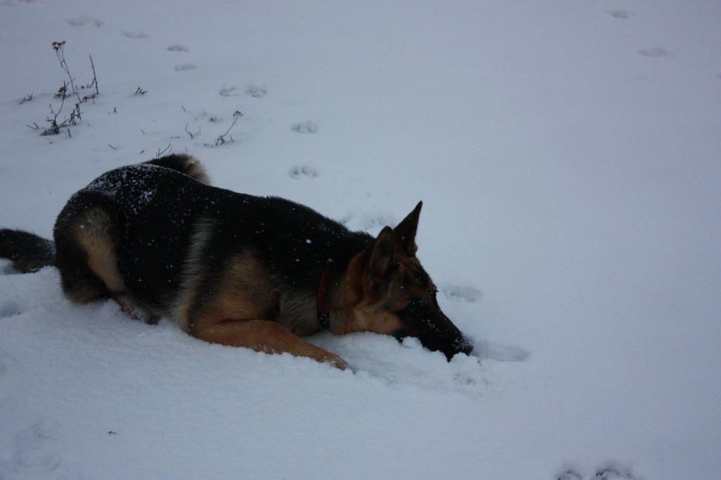 Max v snehu 02