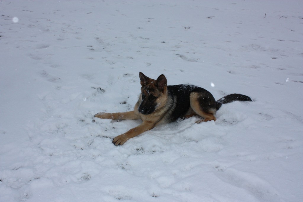 Max v snehu